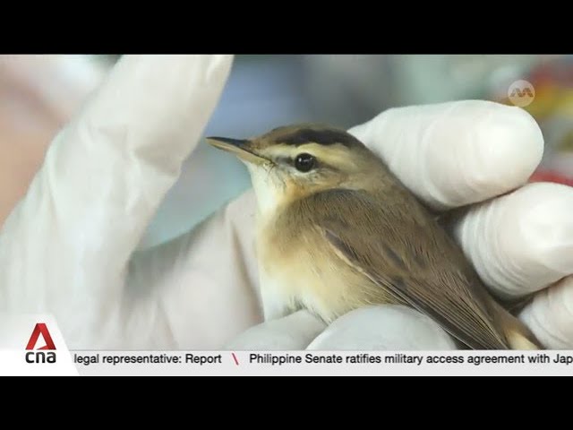 ⁣Singapore creating bird flu transmission model