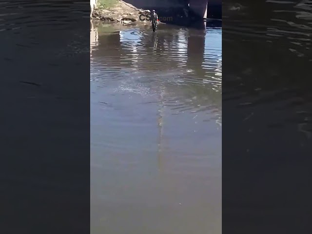 ⁣UN LOBO MARINO EN LA PLATA