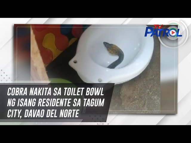 ⁣Cobra nakita sa toilet bowl ng isang residente sa Tagum City, Davao del Norte | TV Patrol