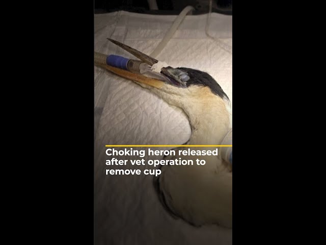 ⁣Choking heron released after veterinary operation to remove cup | AJ #shorts