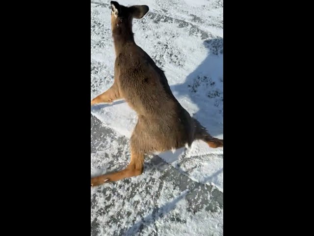 ⁣Man rescues deer from slippery frozen lake #Shorts