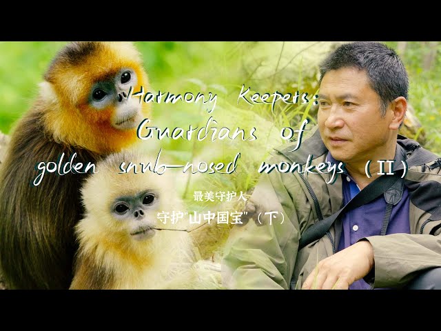 ⁣Harmony Keepers: Guardians of golden snub-nosed monkeys (II)