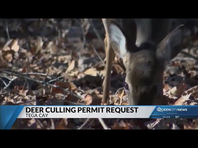 ⁣Tega Cay to apply for permit for another round of deer culling