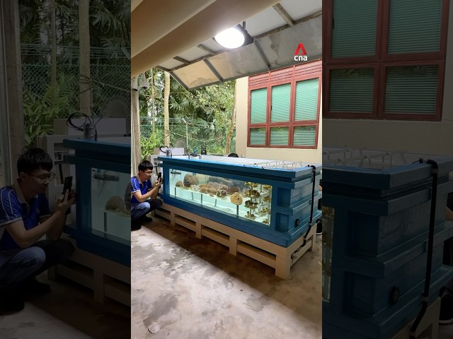 ⁣New coral culture facility on St John's Island