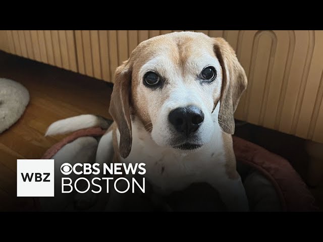 ⁣Dog swallows rat poison in Boston neighborhood