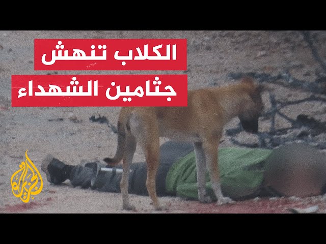 ⁣مشاهد خاصة للجزيرة لنهش الكلاب الضالة جثامين الشهداء في شمال قطاع غزة