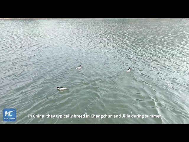 ⁣Endangered Chinese mergansers spotted wintering in Hangzhou for ten consecutive years