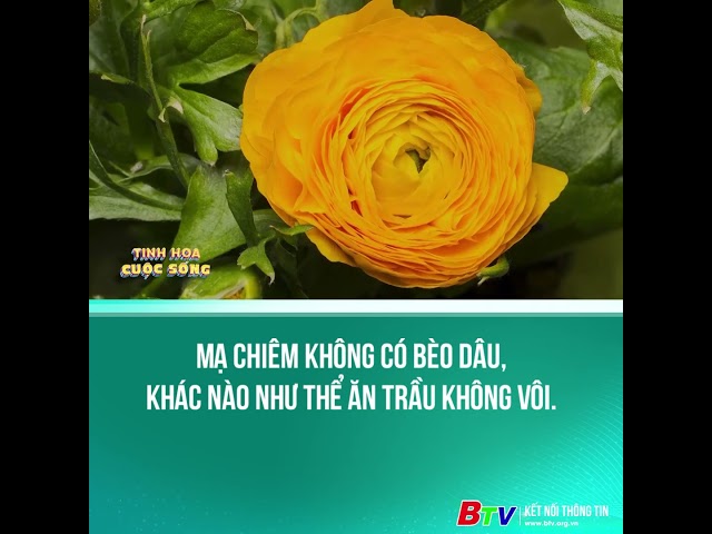 ⁣Mạ chiêm không có bèo dâu, khác nào như thể ăn trầu không vôi