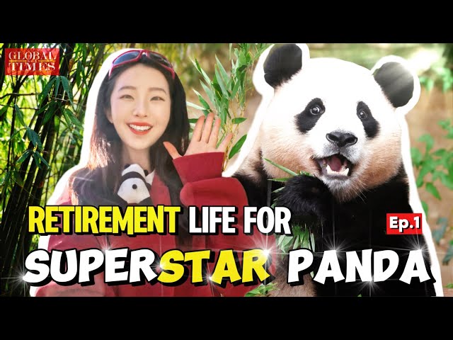 ⁣What's retirement life like for a SUPERSTAR PANDA after coming back to China?｜Panda Diaries