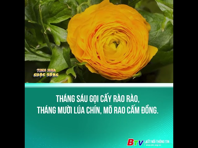 ⁣Tháng sáu gọi cấy rào rào, tháng mười lúa chín, mõ rao cấm đồng