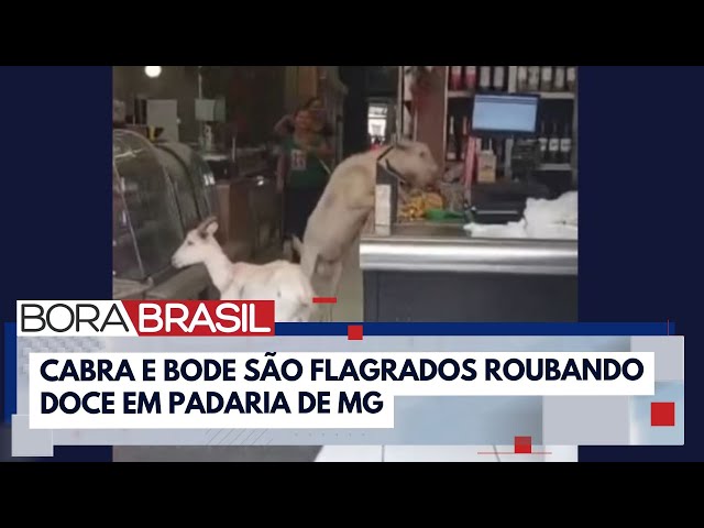 ⁣Cabra e bode roubam doces de padaria em MG | Bora Brasil