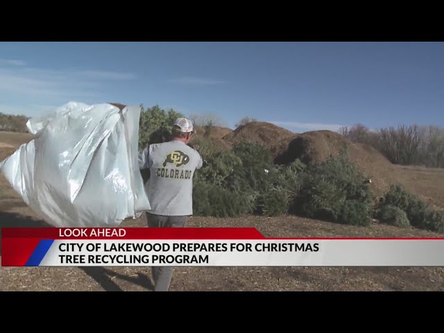 ⁣Lakewood prepares tree recycling program