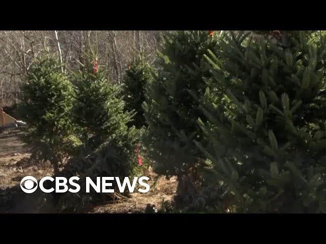 ⁣North Carolina's Christmas trees impacted by Hurricane Helene