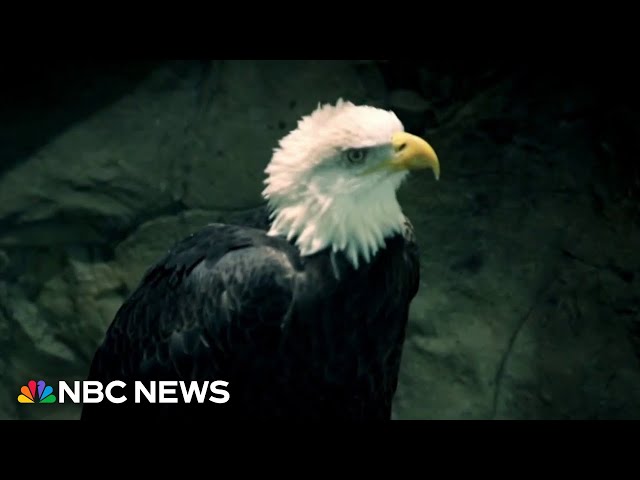 ⁣Inside the ‘incredible journey’ to make the bald eagle the official U.S. national bird