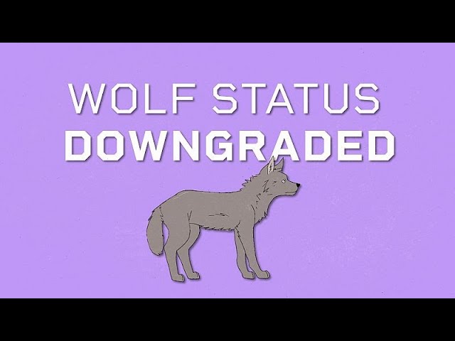 ⁣EU DECODED: How and why is EU downgrading protection status of wolves?