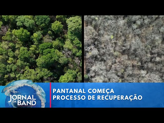 ⁣Após incêndios e seca, o Pantanal começa processo de recuperação | Jornal da Band