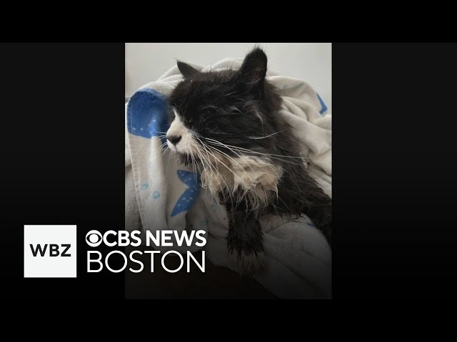 ⁣Samaritans rescue blind cat floating on ice in Westford lake