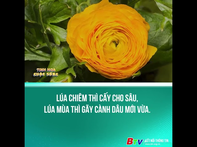 ⁣Lúa chiêm thì cấy cho sâu, lúa mùa thì gãy cành dâu mới vừa