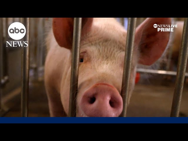 ⁣Inside the farm raising gene-edited pigs for human kidney transplants