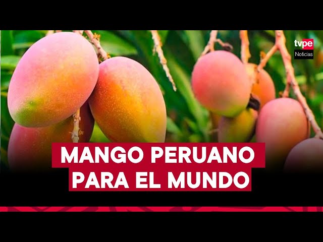 ⁣"Mango peruano para el mundo” | Mercado Peruano, 17 de diciembre del 2024