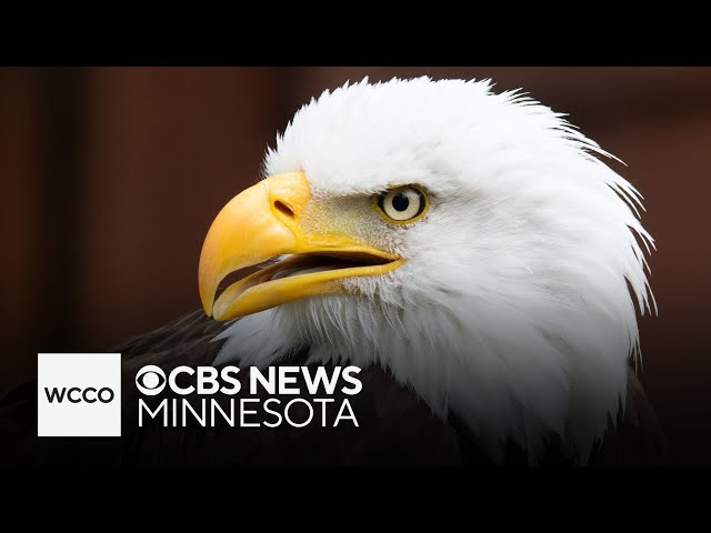 ⁣Bill from Minnesota to make bald eagle national bird makes its way to Biden's desk