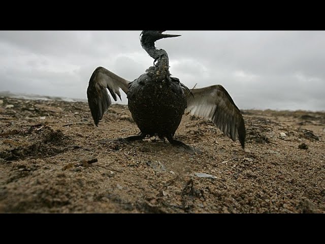 ⁣No Comment : des oiseaux mazoutés et des plages souillées au large de la Crimée