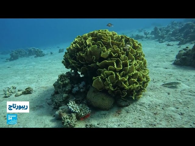 ⁣الأردن: ثروة البحر الأحمر المرجانية مهدد بالانقراض بسبب التلوث • فرانس 24 / FRANCE 24