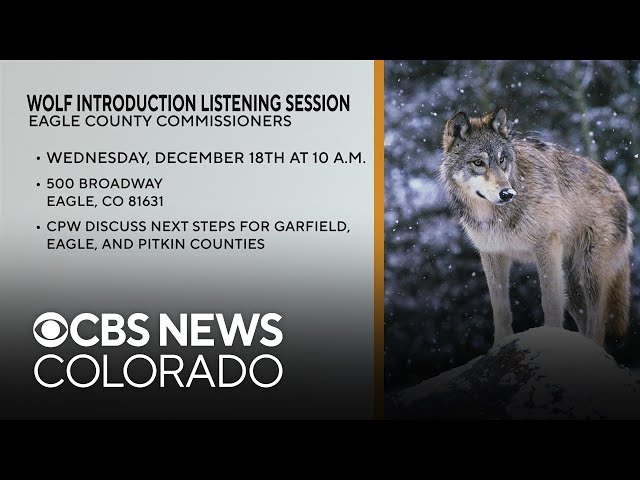 ⁣Eagle County Commissioners hold wolf reintroduction listening sessions