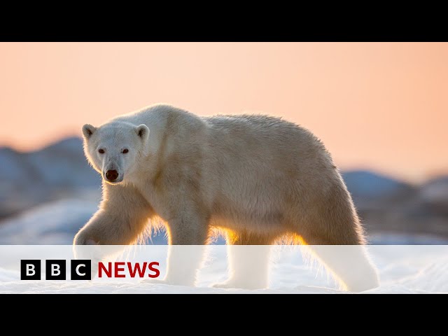 ⁣Polar bears face threat from climate change | BBC News