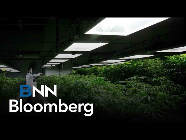 ⁣Pulse check on North American cannabis sector