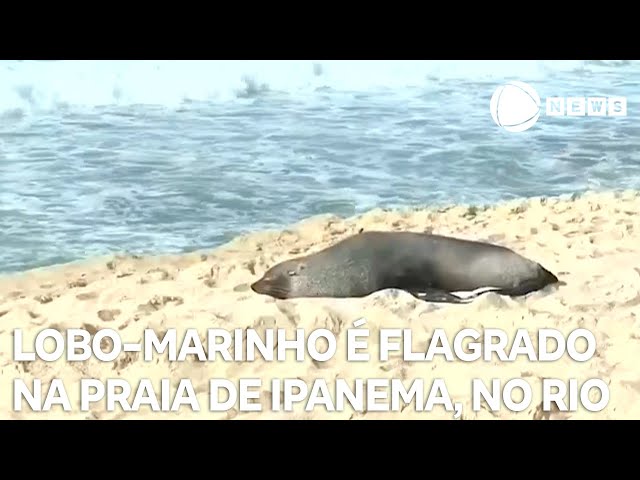 ⁣Lobo-marinho é flagrado na Praia de Ipanema, no Rio de Janeiro