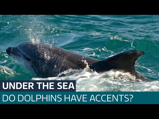 ⁣Dolphins communicate with each other in different 'accents', new research shows | ITV News