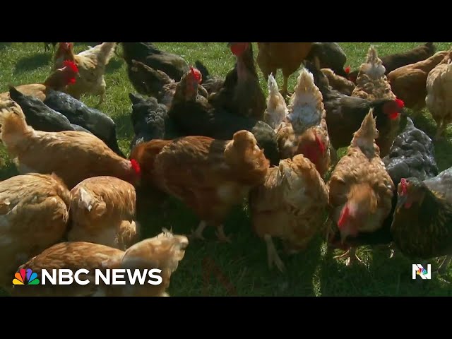 ⁣CDC reports first severe human case of bird flu in U.S.