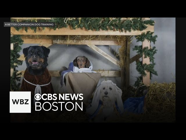 ⁣Woburn dog training company goes viral with all-dog nativity scene photo