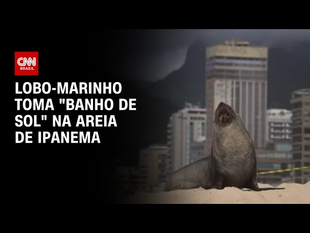 ⁣Lobo-marinho toma "banho de sol" na areia de Ipanema | CNN PRIME TIME