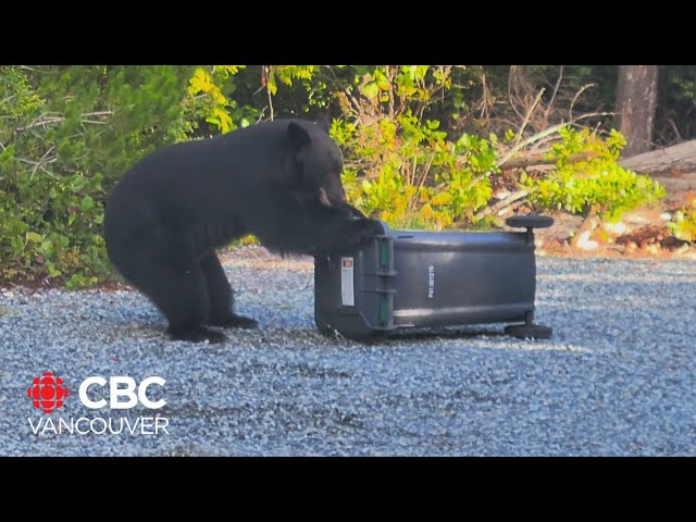 ⁣How ‘smart bears’ beat Vancouver Island’s waste management system