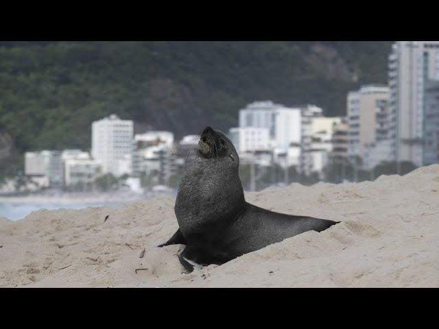 ⁣No Comment : visite insolite d'une otarie sur la plage d’Ipanema