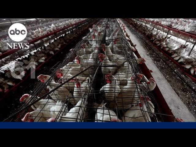 ⁣California governor declares state of emergency in response to bird flu