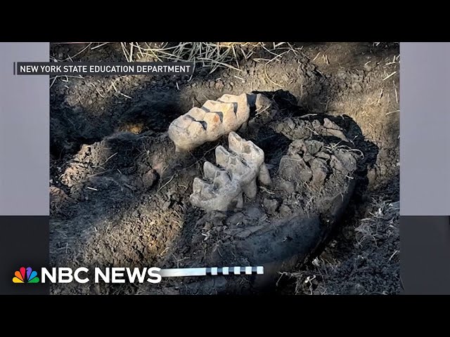 ⁣New York man finds complete mastodon jaw in backyard