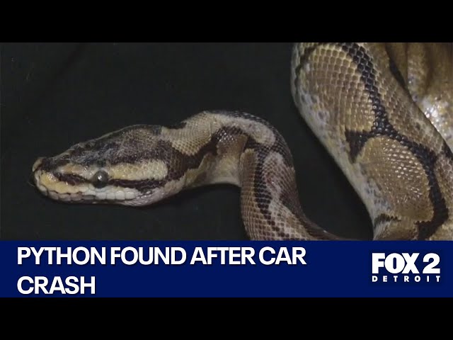 ⁣Emotional support python found and saved after car crash on I-94