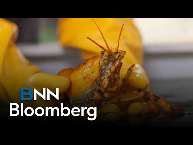 ⁣What's driving high costs in the lobster industry?