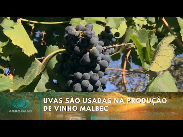 ⁣Primeira colheita de uvas Vitis Viniferas | Agro Band