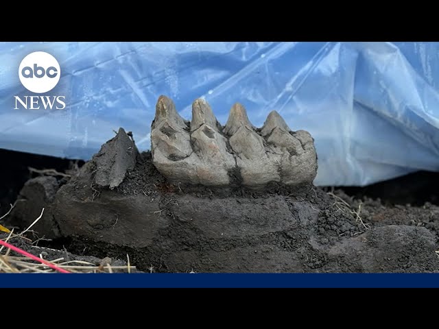 ⁣Prehistoric mastodon jaw found in NY backyard