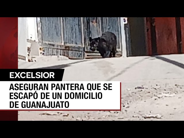 ⁣Pantera deambula por calles de Guanajuato