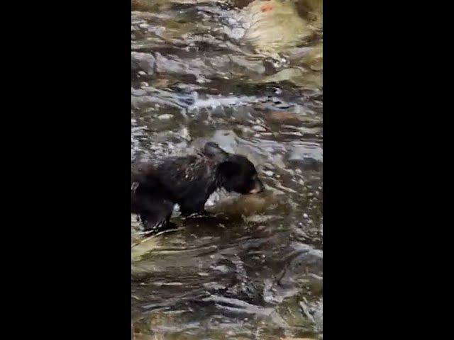 ⁣Baby black bear gets wet as a dog jumping across babbling creek #Shorts