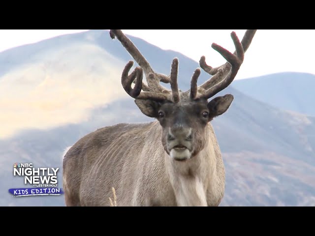 ⁣We’re learning all about reindeer and snow! | Nightly News: Kids Edition