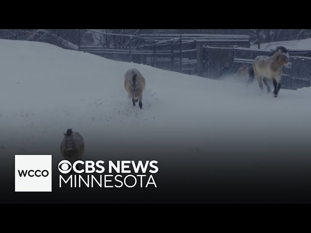 ⁣Cute: Minnesota Zoo animals enjoy a nice snow day on Thursday!