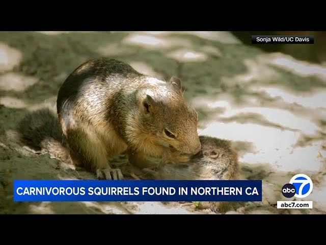 ⁣Squirrels in CA are showing carnivorous behavior for the 1st time