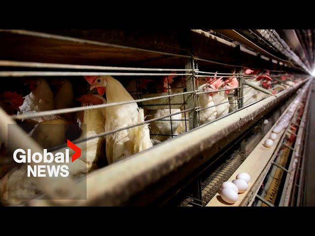 ⁣US confirms 1st severe bird flu case, California declares state of emergency