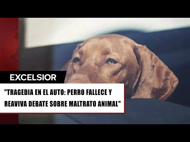 ⁣Mujer abandona a su perro en el auto por 7 horas; muere sofocado